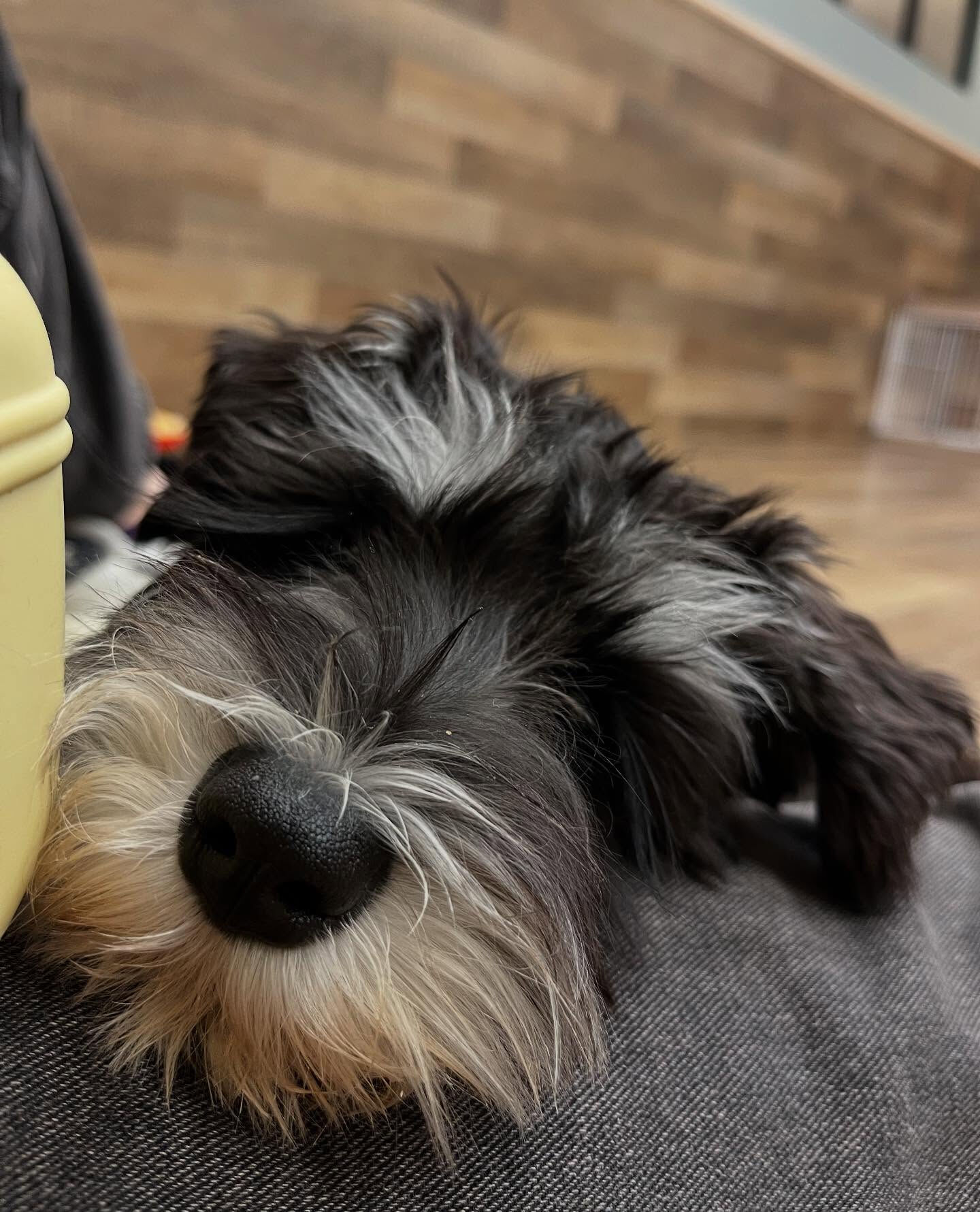 本日の幼稚園、PARKの様子です🐶