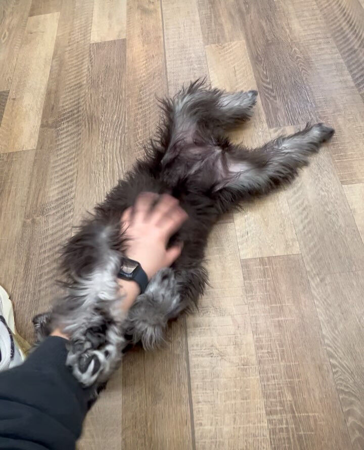 本日の幼稚園、PARKの様子です🐶
