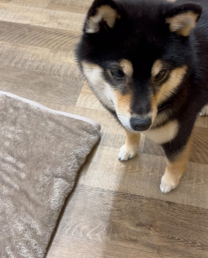 本日の幼稚園、PARKの様子です🐶