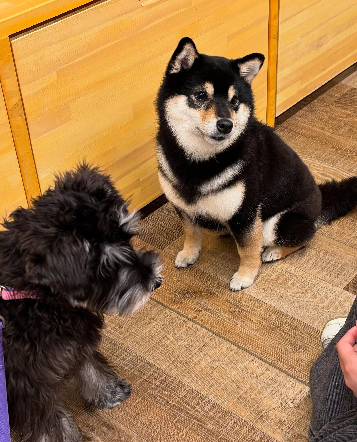 本日の幼稚園、PARKの様子です🐶