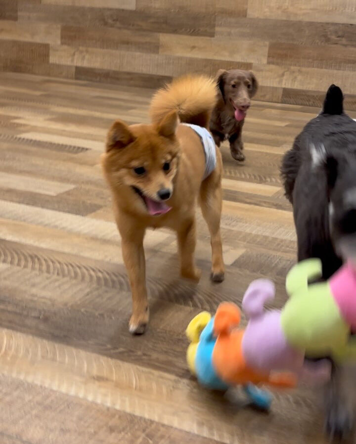 本日の幼稚園、PARKの様子です🐶