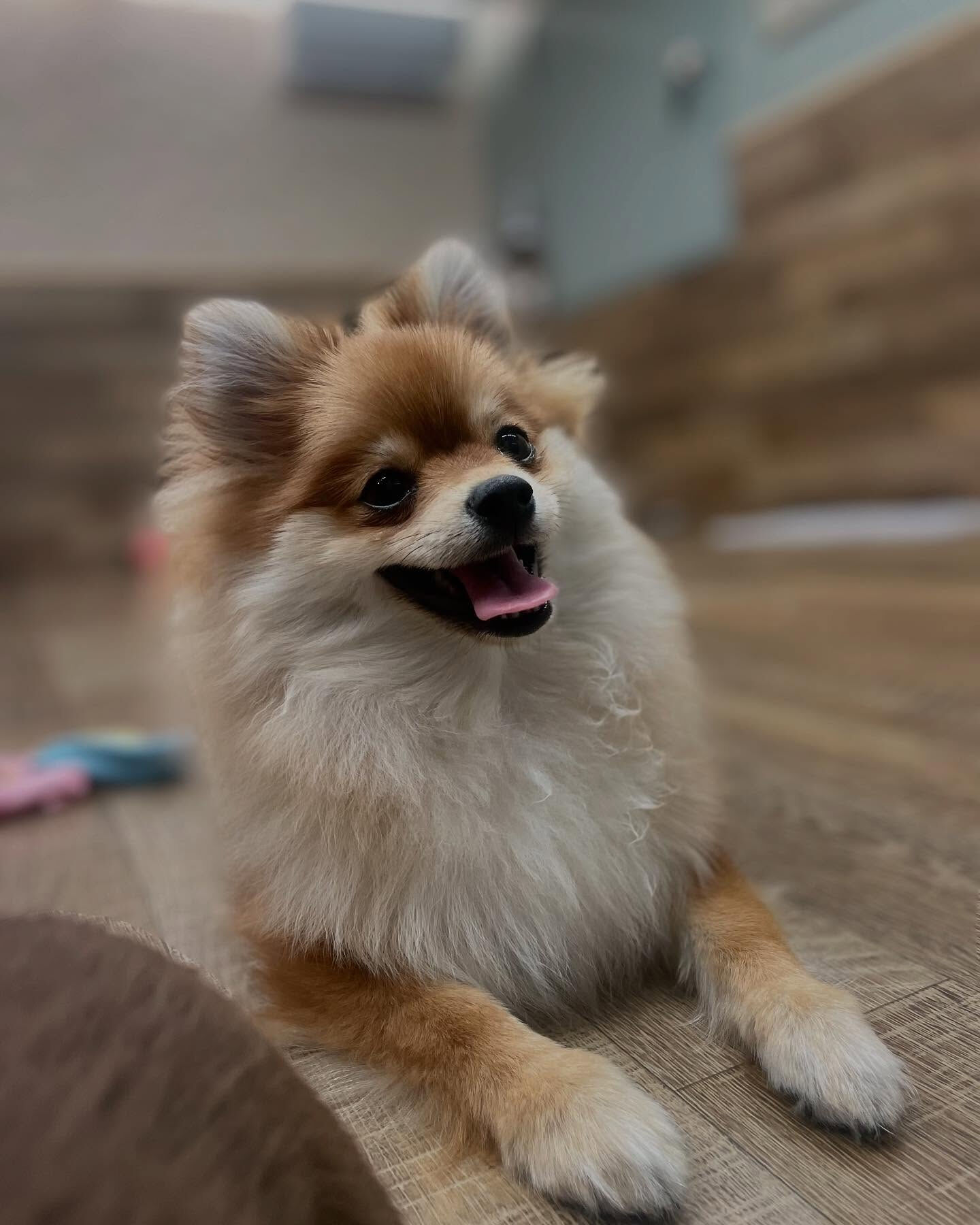 本日の幼稚園、PARKの様子です🐶
