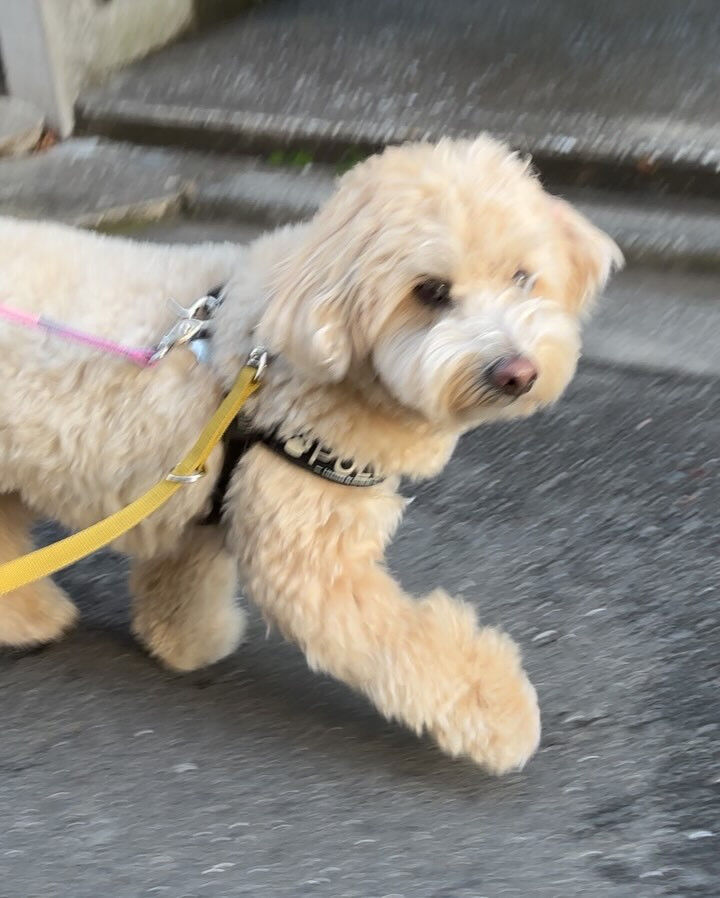 本日の幼稚園、PARKの様子です🐶