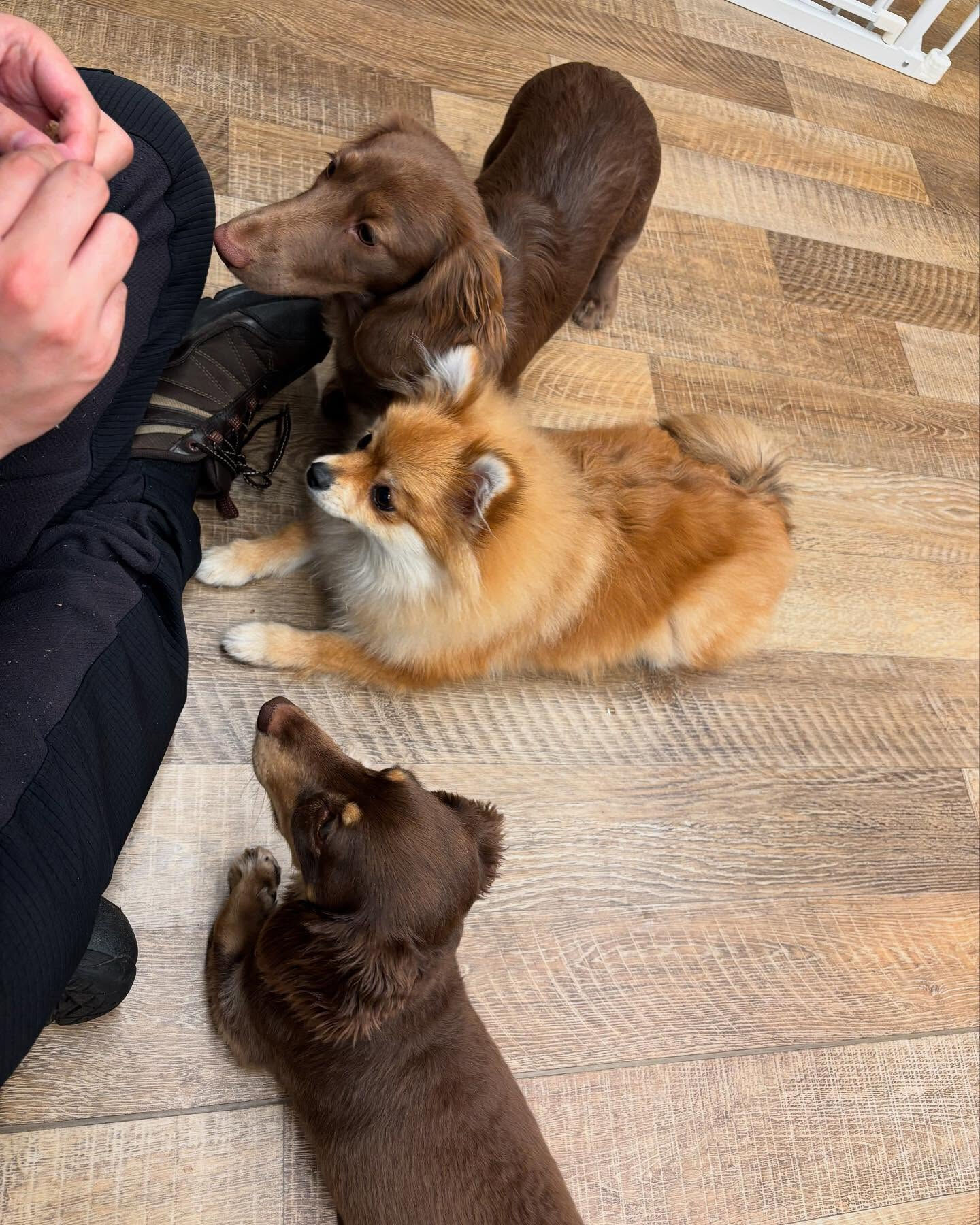 本日の幼稚園、PARKの様子です🐶