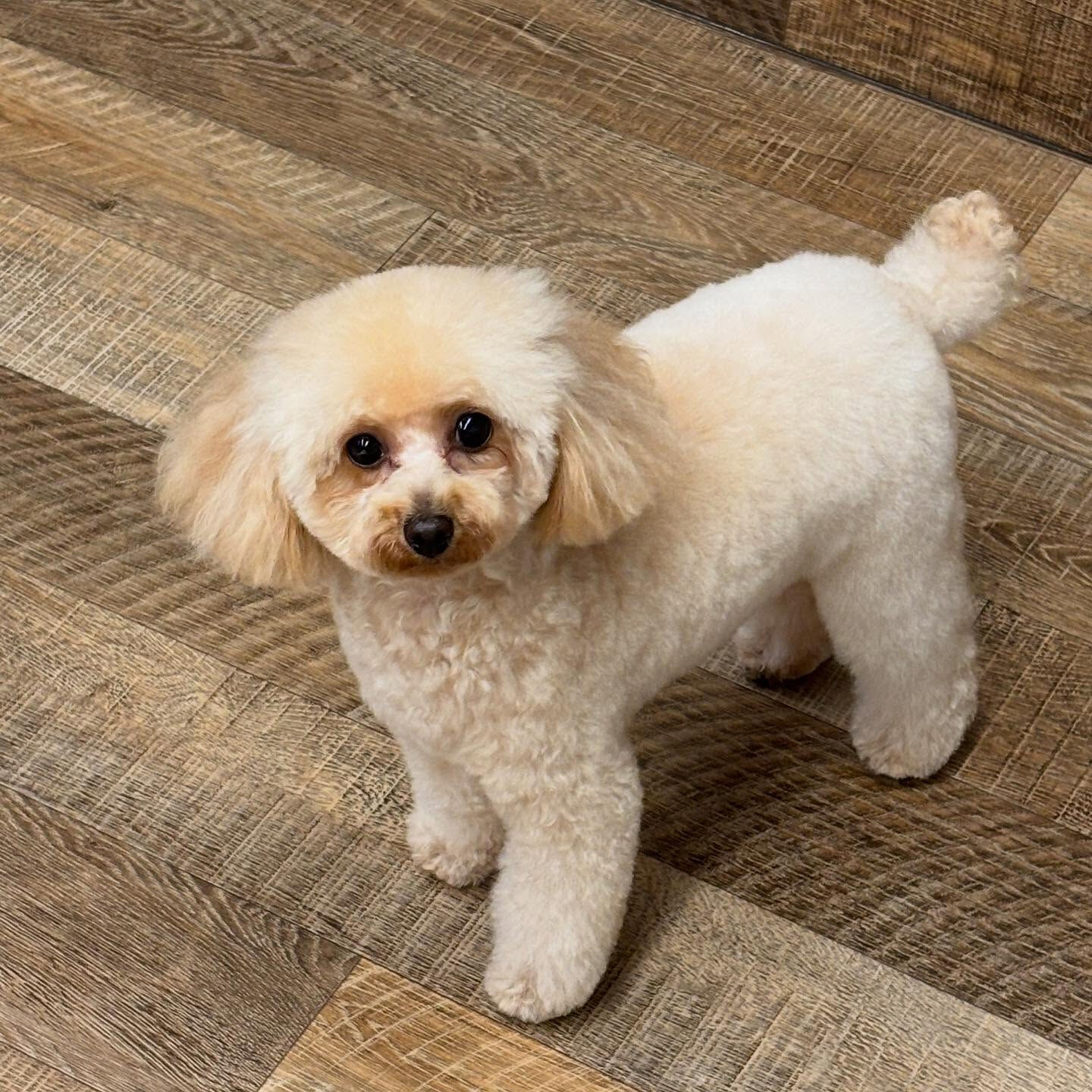 本日の幼稚園、PARKの様子です🐶💕