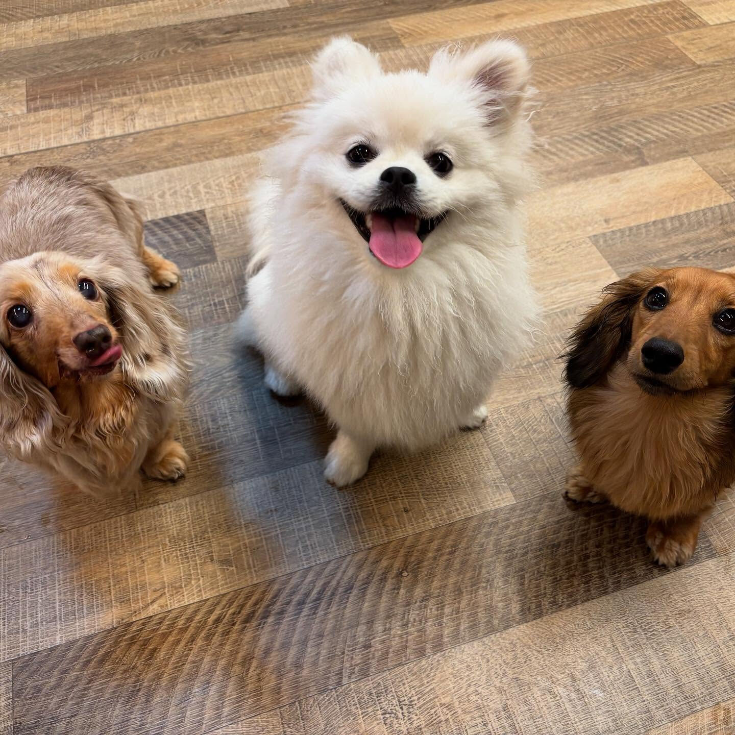 本日の幼稚園、PARKの様子です🐶💕