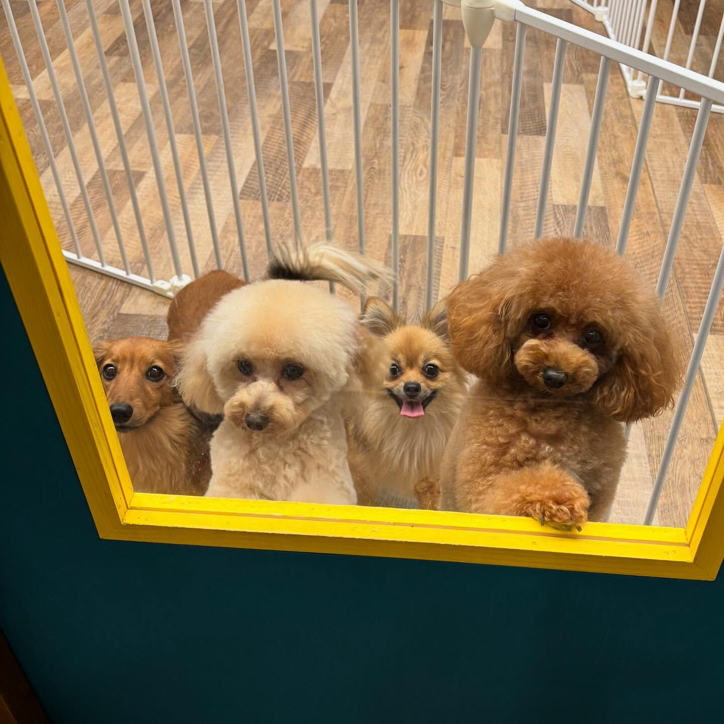 本日の幼稚園、PARKの様子です🐶💕