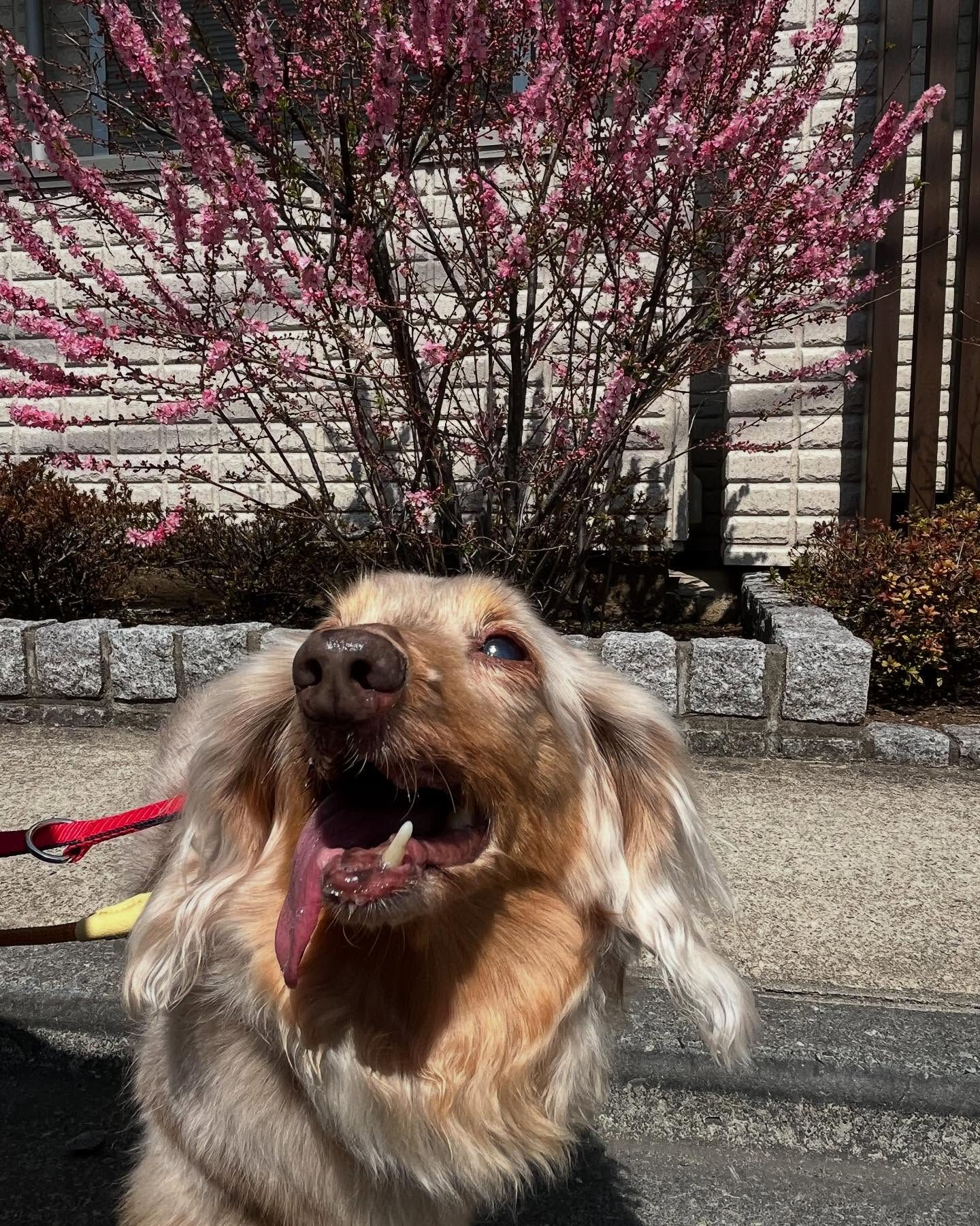 昨日＆本日のホテル、PARKの様子です🐶✨