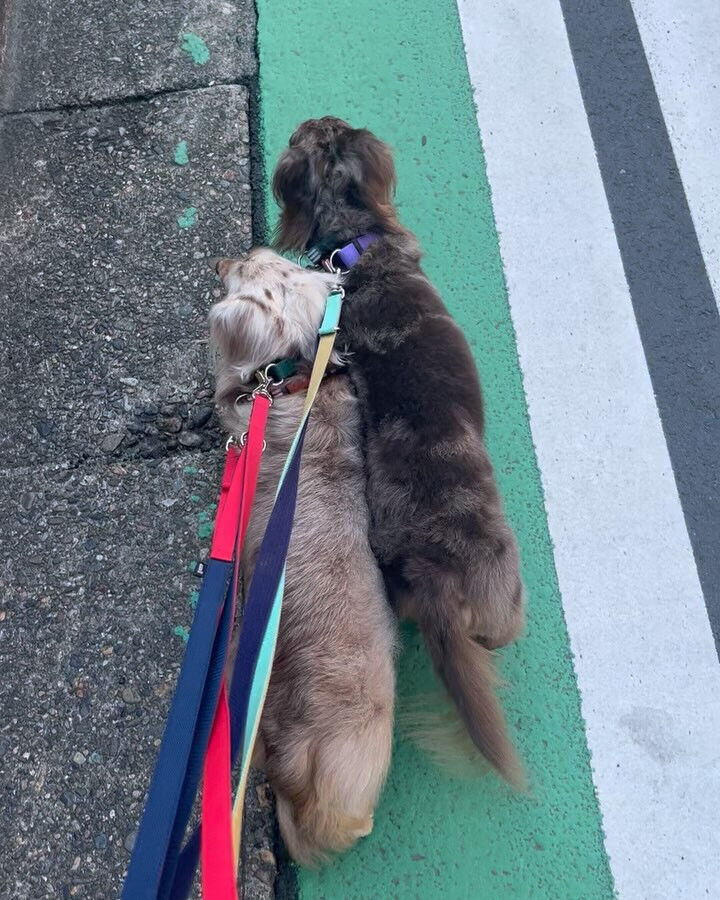 昨日＆本日のホテル、PARKの様子です🐶✨