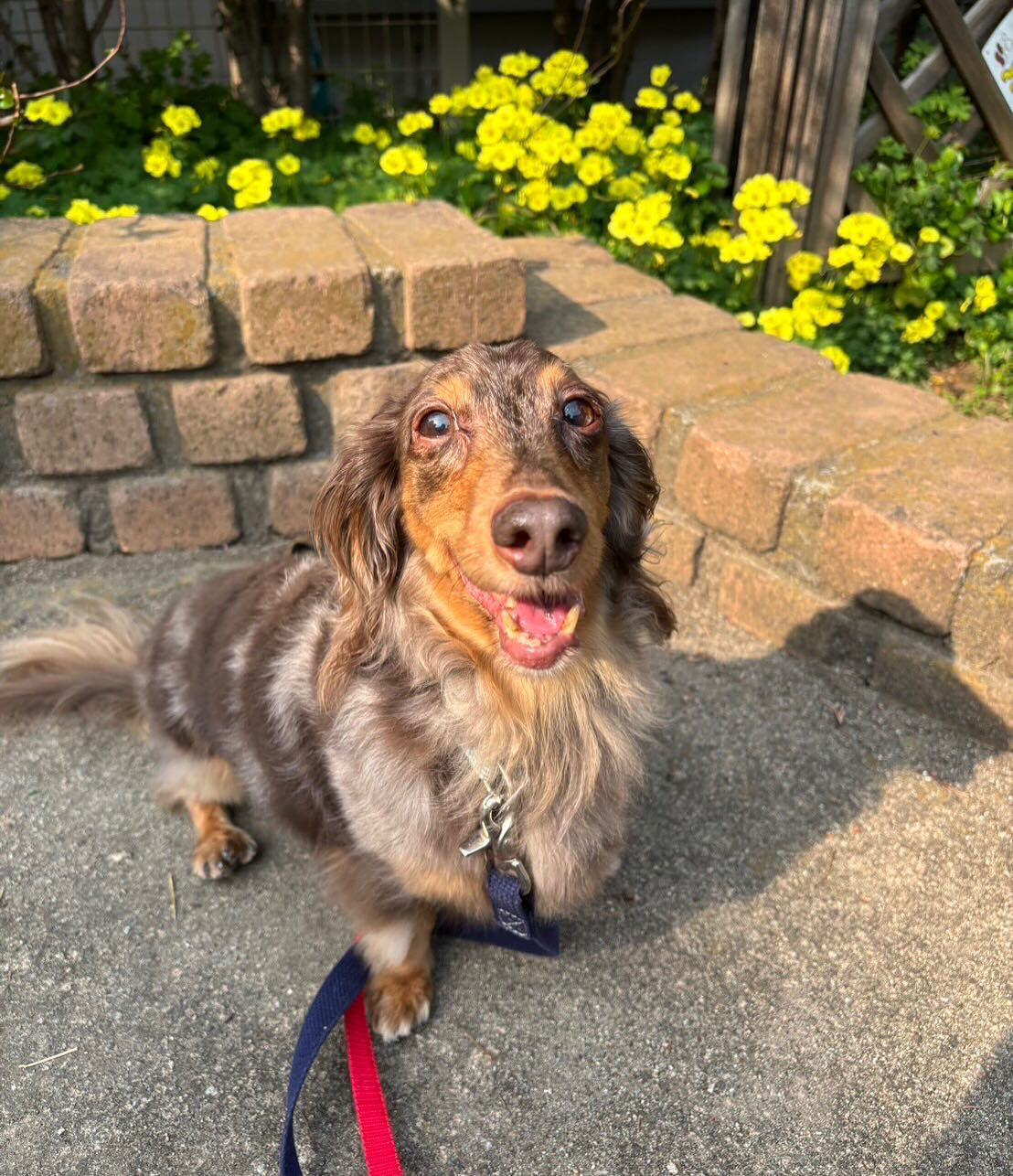 本日の幼稚園、PARKの様子です🐶💕