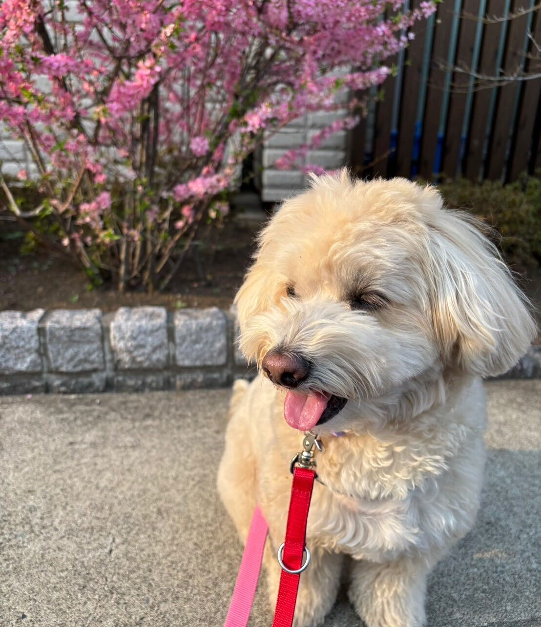 本日の幼稚園、PARKの様子です🐶💕