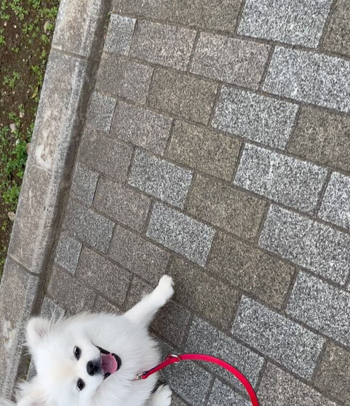 本日の幼稚園、PARKの様子です🐶💕
