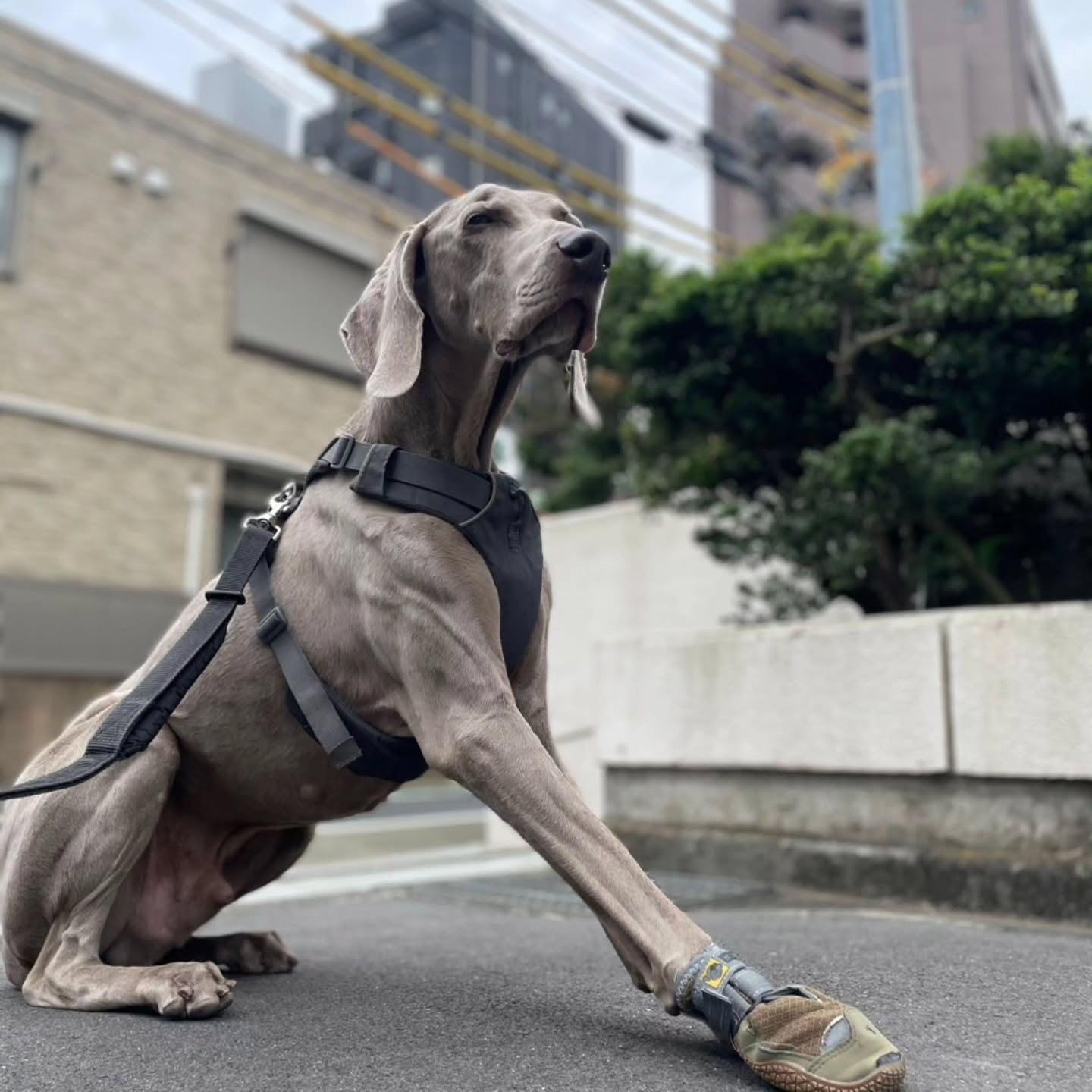 本日の幼稚園、PARK、ホテルの様子です🐶💕