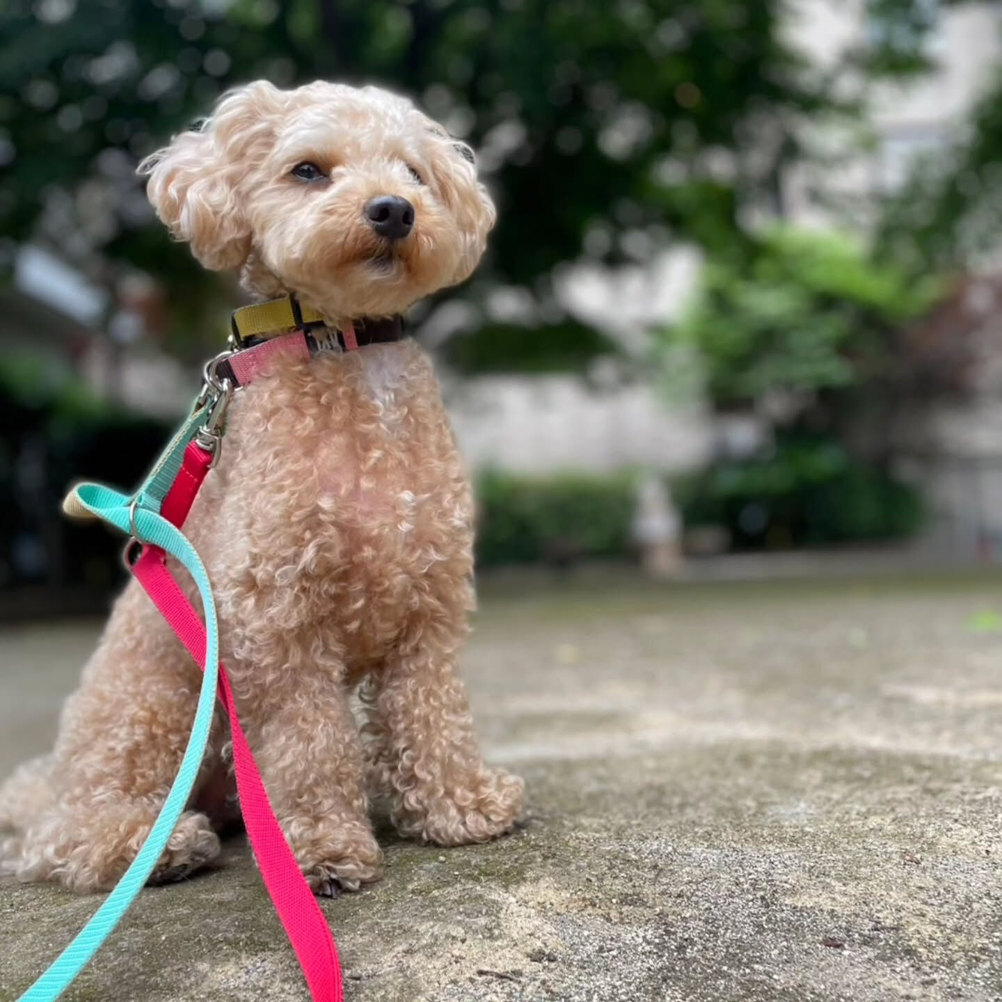 本日の幼稚園、PARK、ホテルの様子です🐶💕