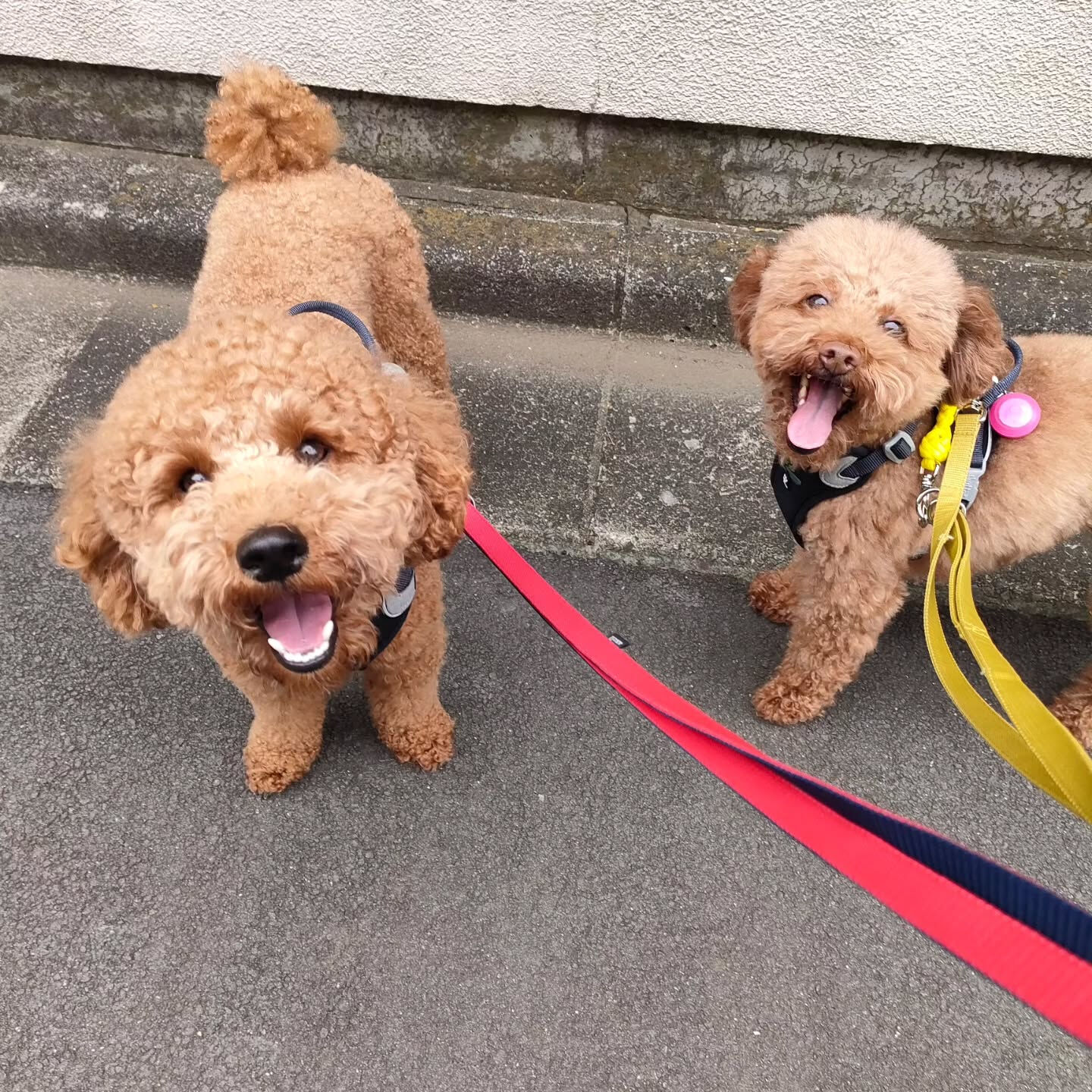 本日の幼稚園、PARK、ホテルの様子です🐶💕
