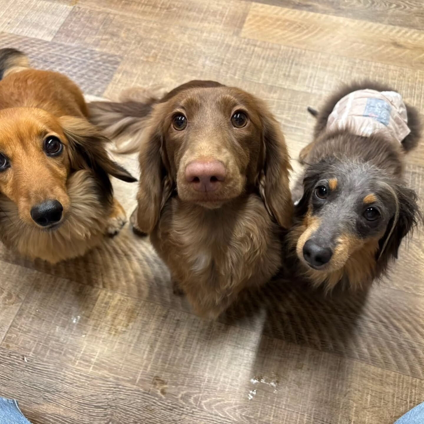 本日の幼稚園、PARK、ホテルの様子です🐶💕