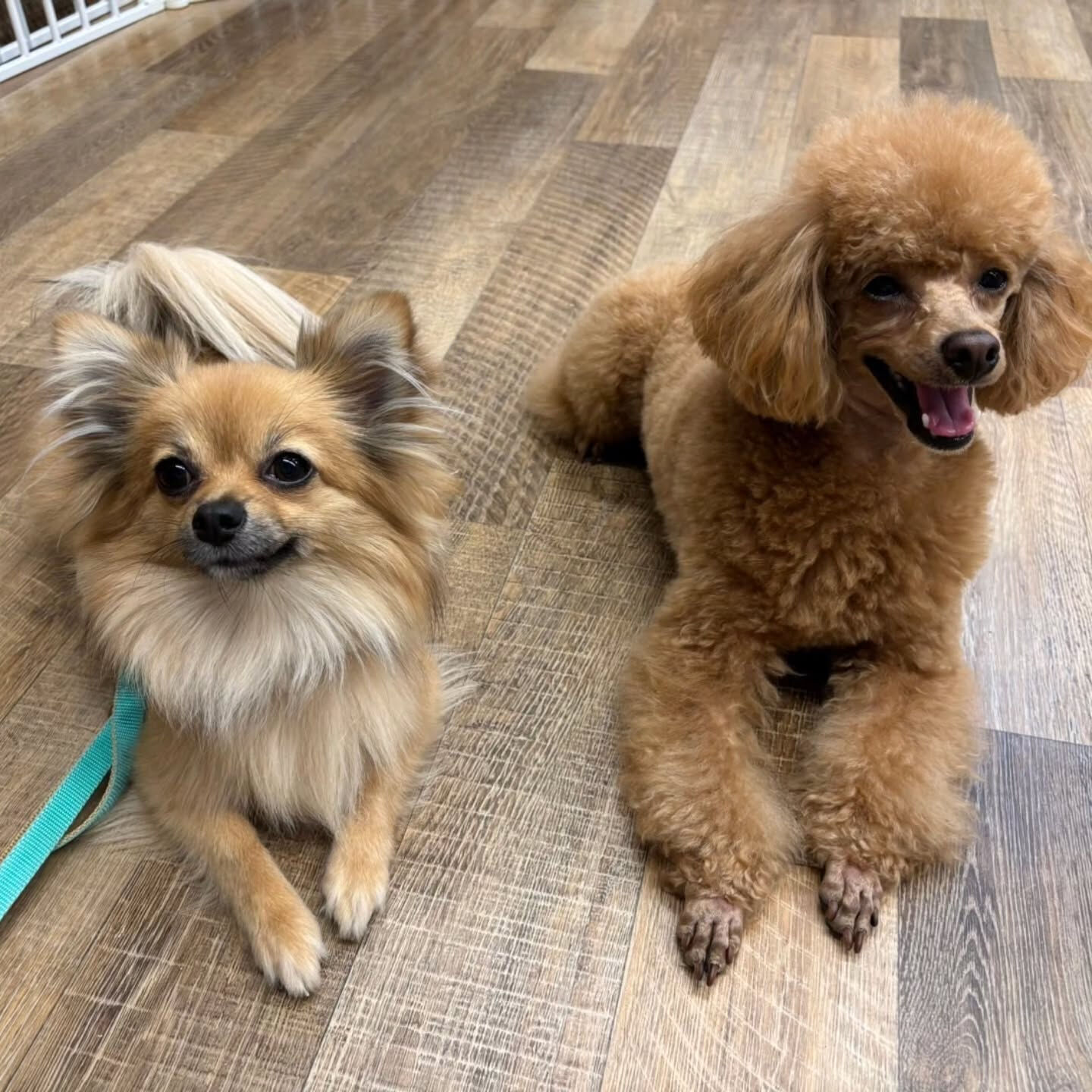 本日の幼稚園、PARK、ホテルの様子です🐶💕