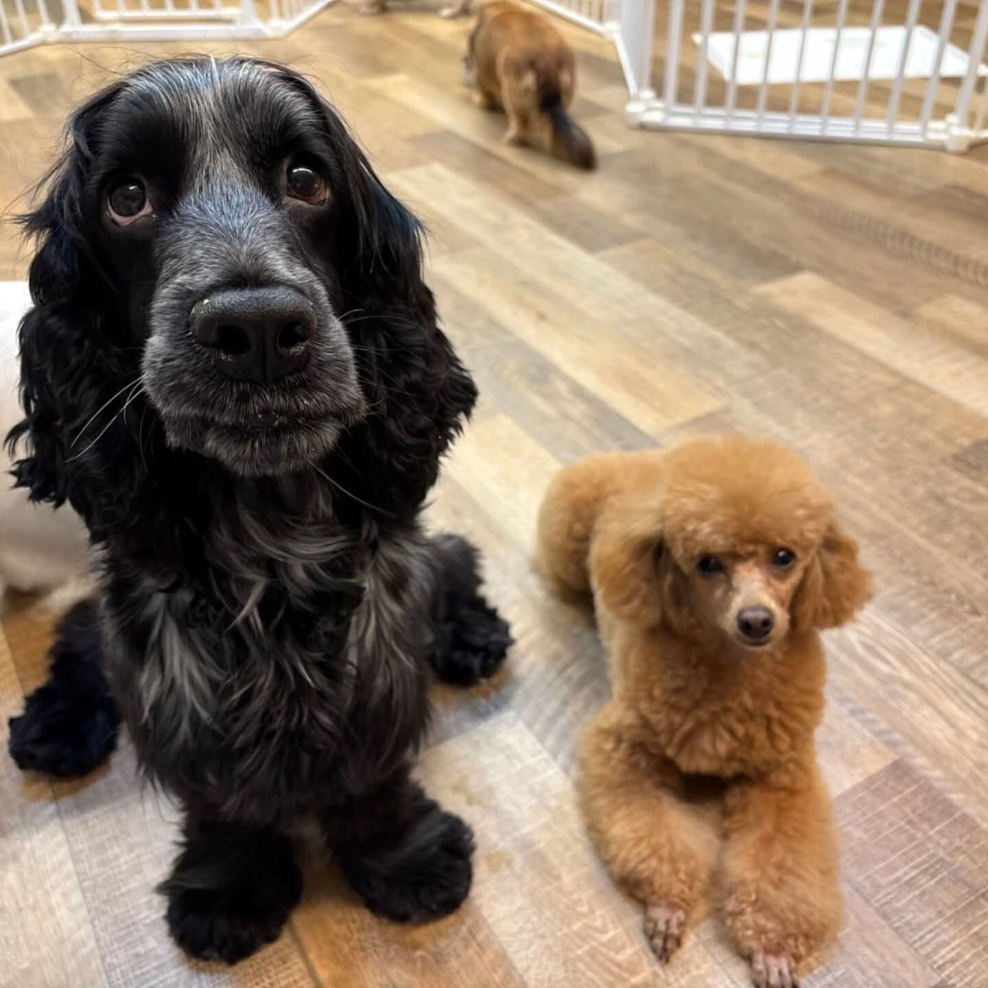 本日の幼稚園、PARK、ホテルの様子です🐶💕