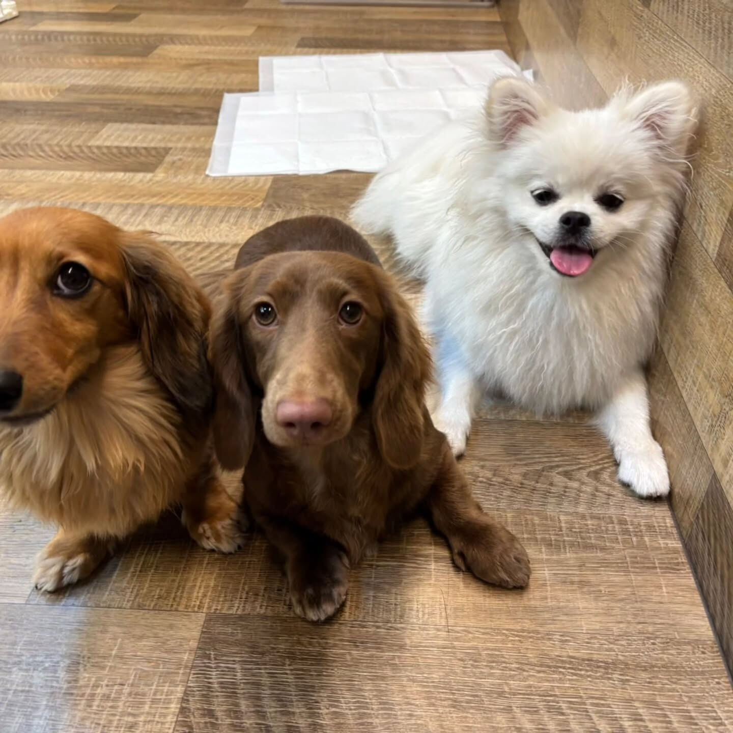 本日の幼稚園、PARK、ホテルの様子です🐶💕