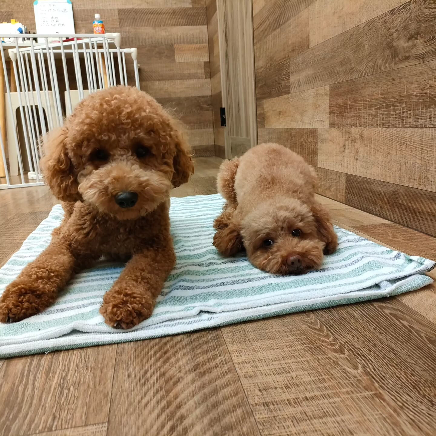 本日の幼稚園、PARK、ホテルの様子です🐶💕