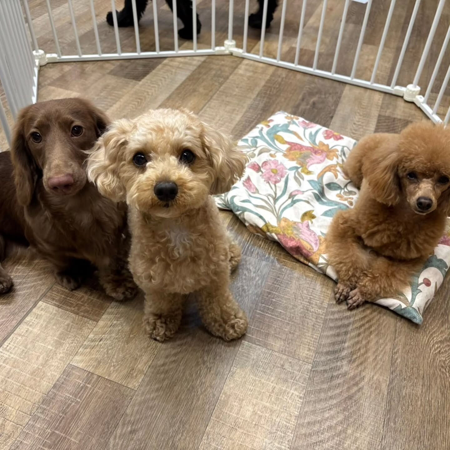 本日の幼稚園、PARK、ホテルの様子です🐶💕