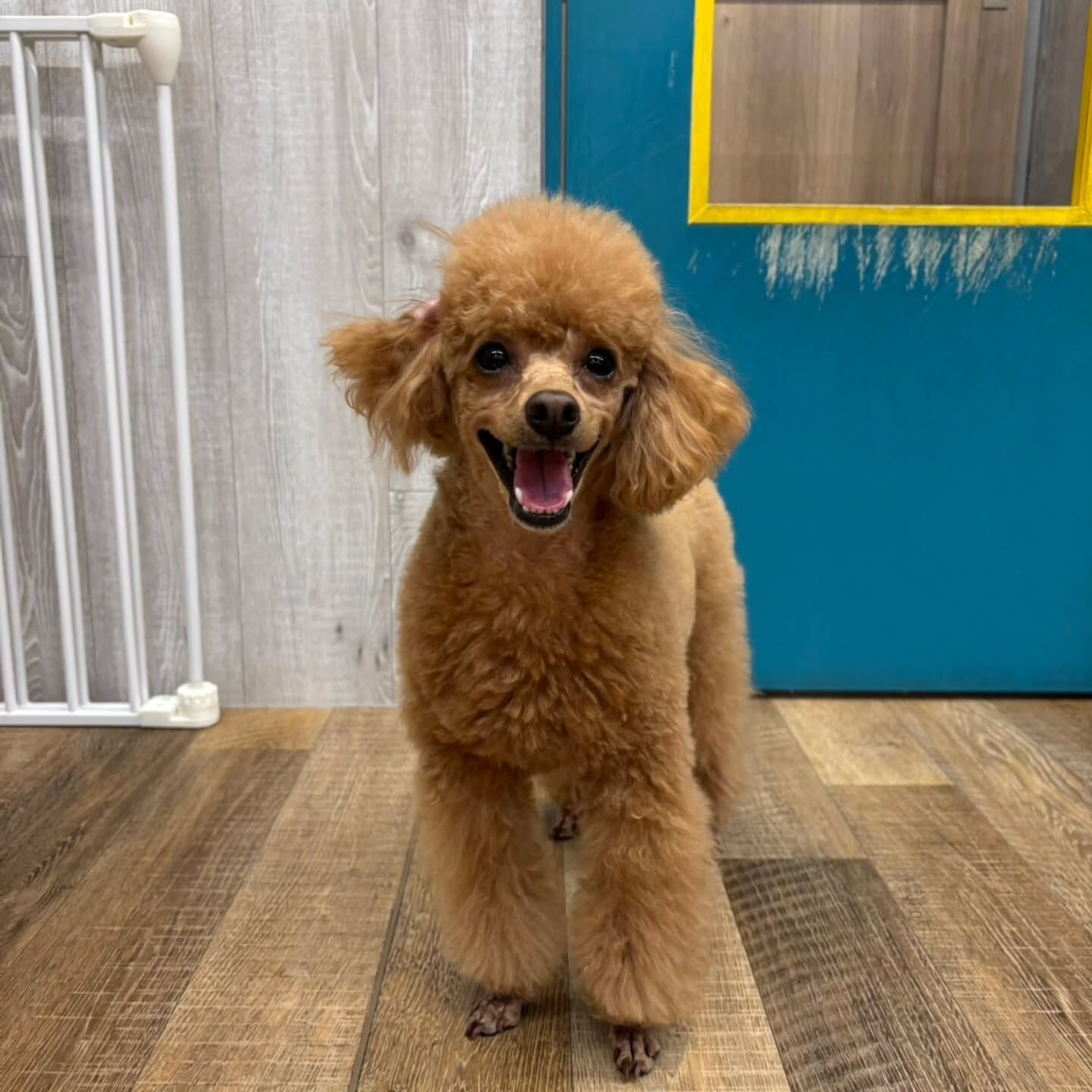 本日の幼稚園、PARK、ホテルの様子です🐶💕
