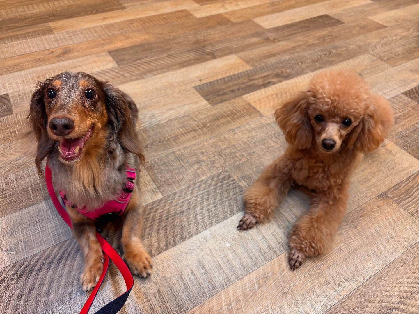 本日の幼稚園、PARKの様子です🐶💕