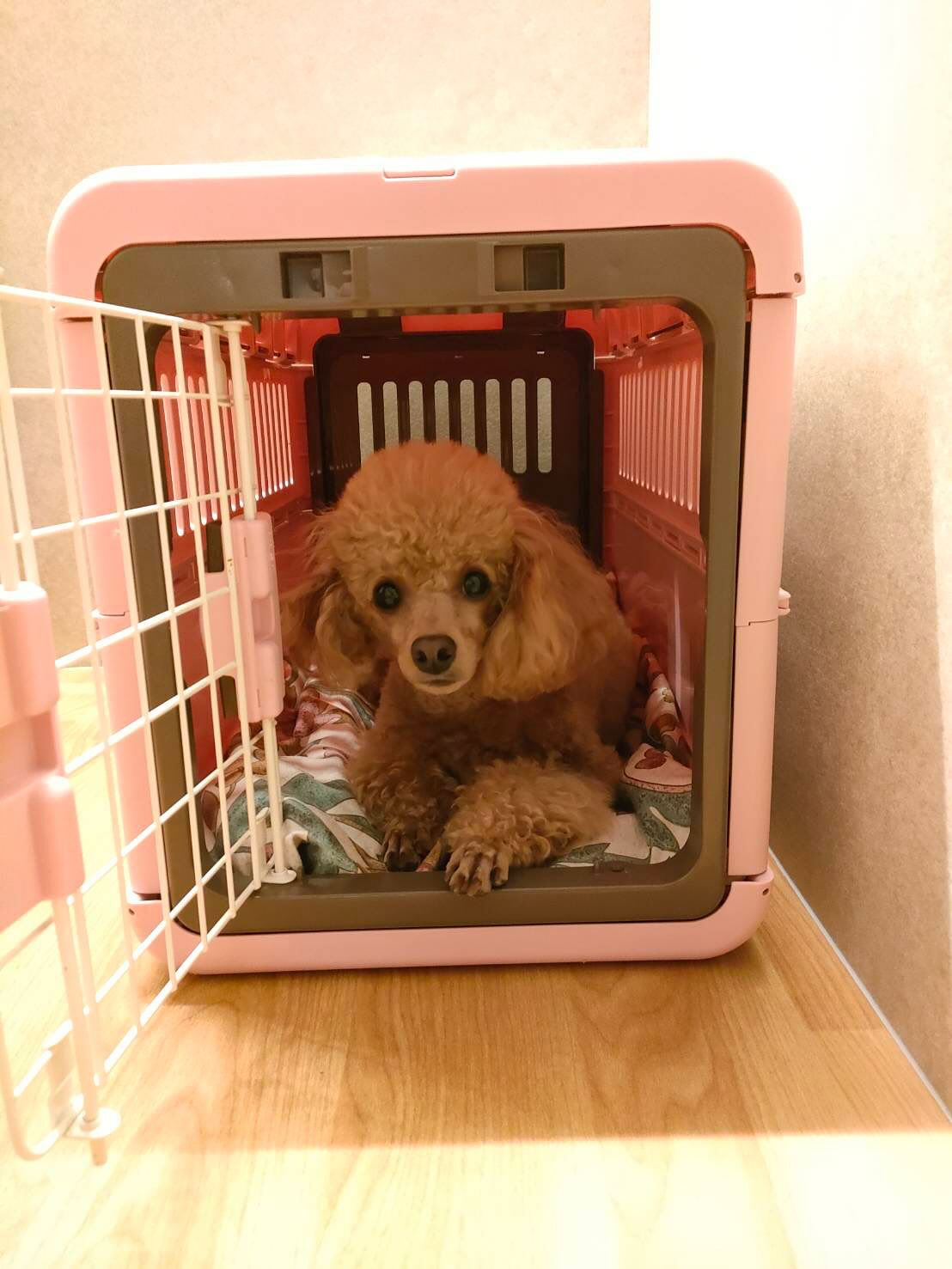 本日の幼稚園、PARKの様子です🐶💕