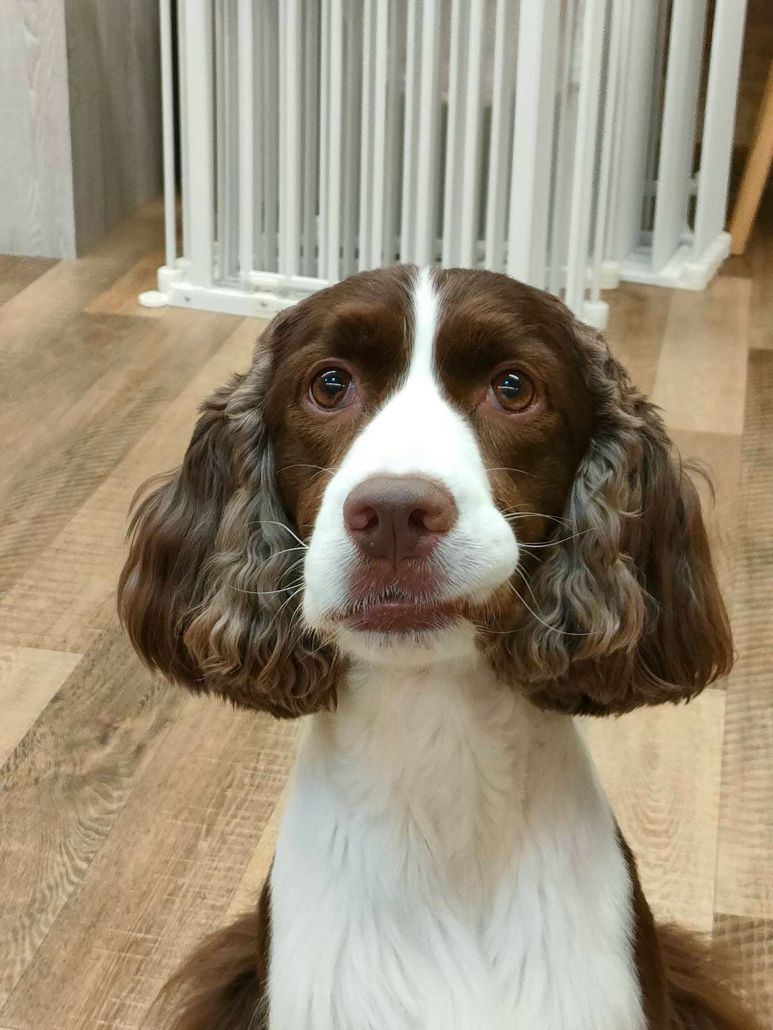 本日の幼稚園、PARKの様子です🐶💕
