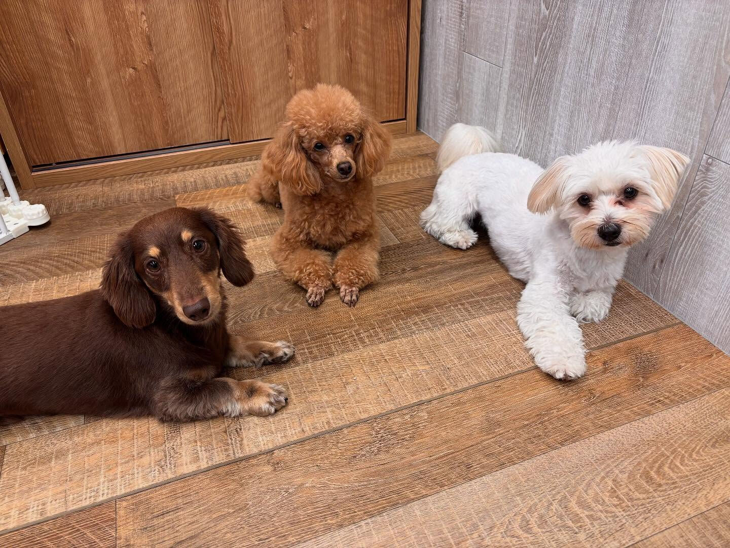 本日の幼稚園、PARKの様子です🐶💕
