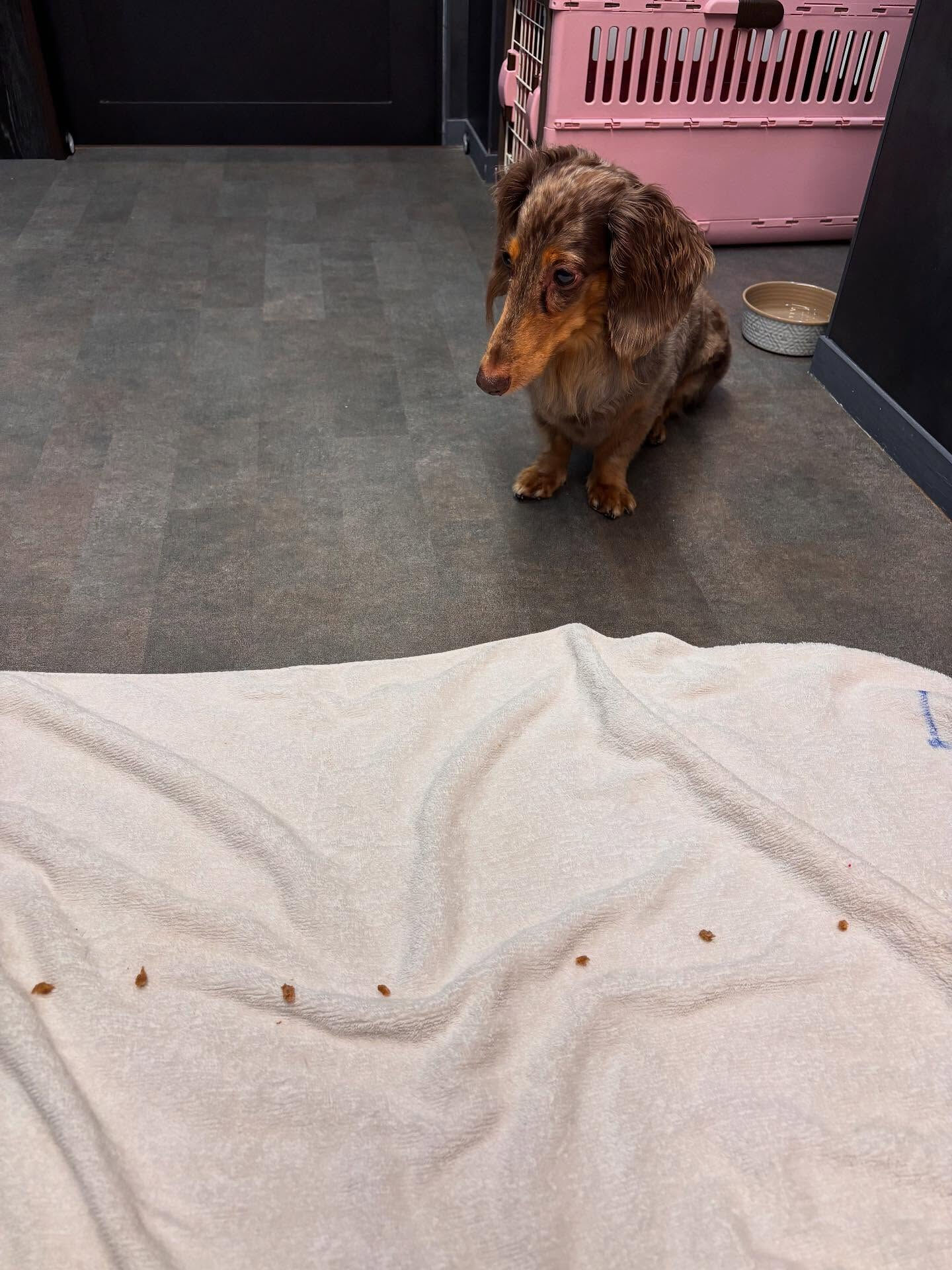 本日の幼稚園、PARKの様子です🐶💕