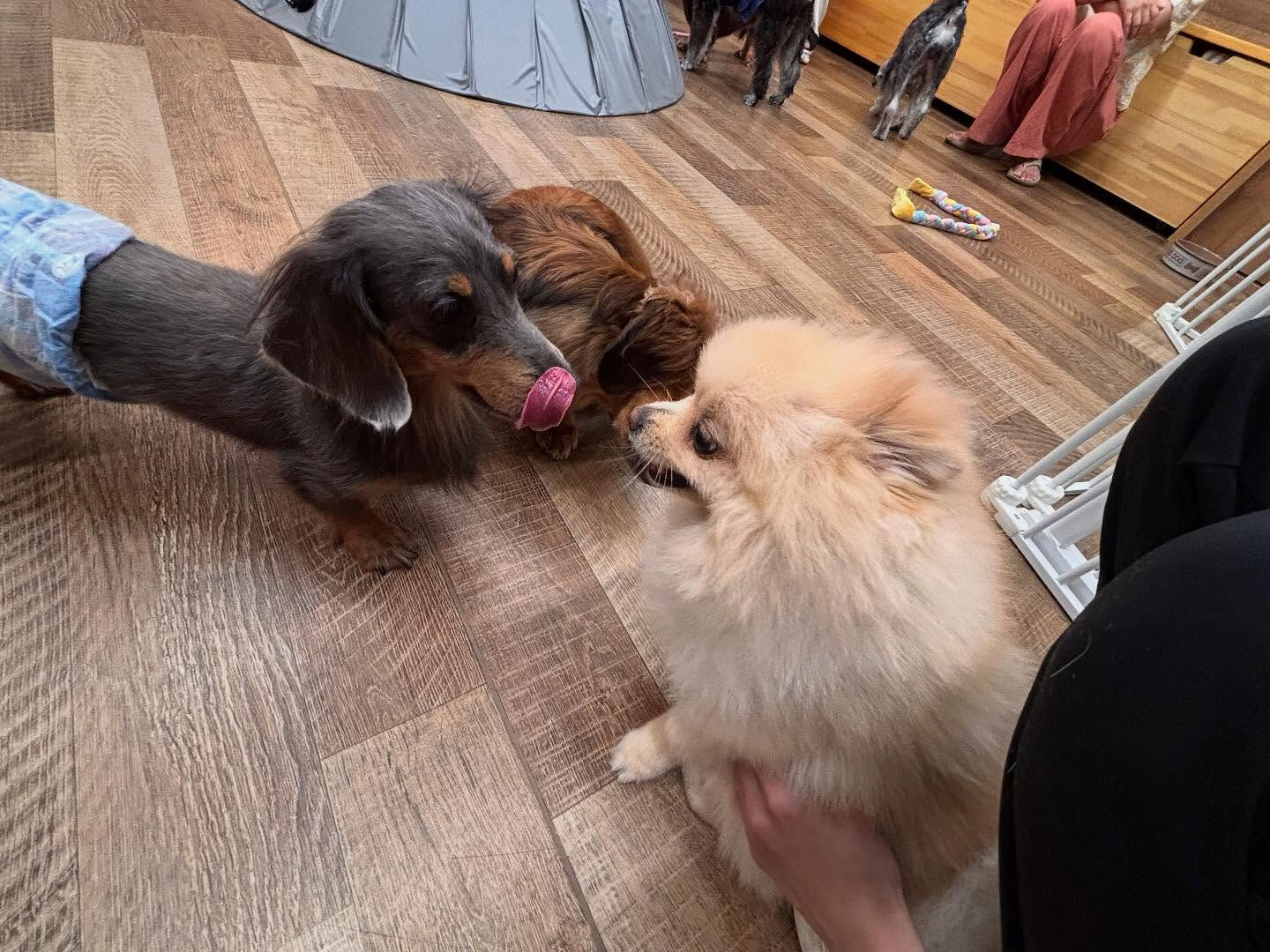 本日のPARK、HOTELの様子です🐶💕