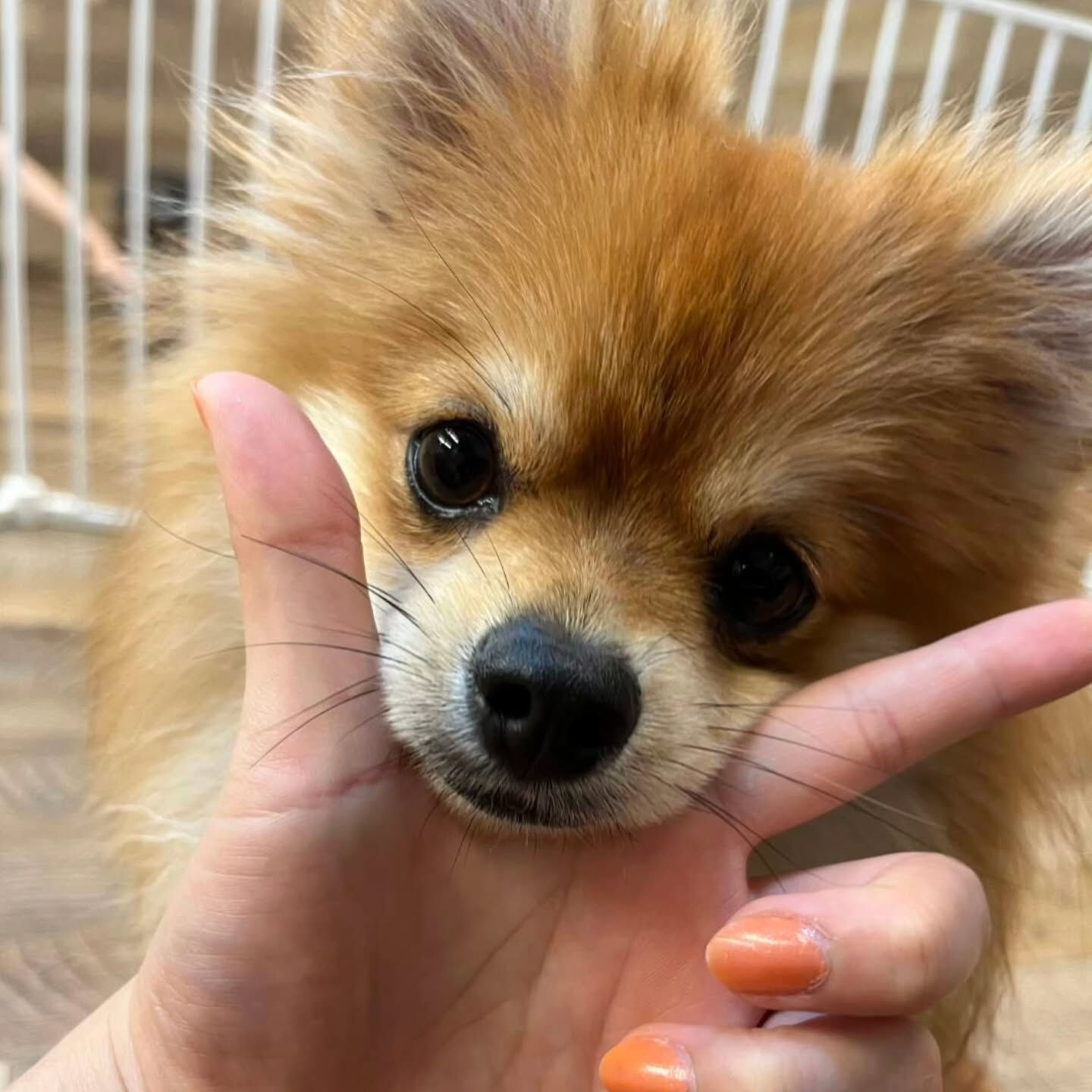 本日の幼稚園、PARK、HOTELの様子です🐶💕