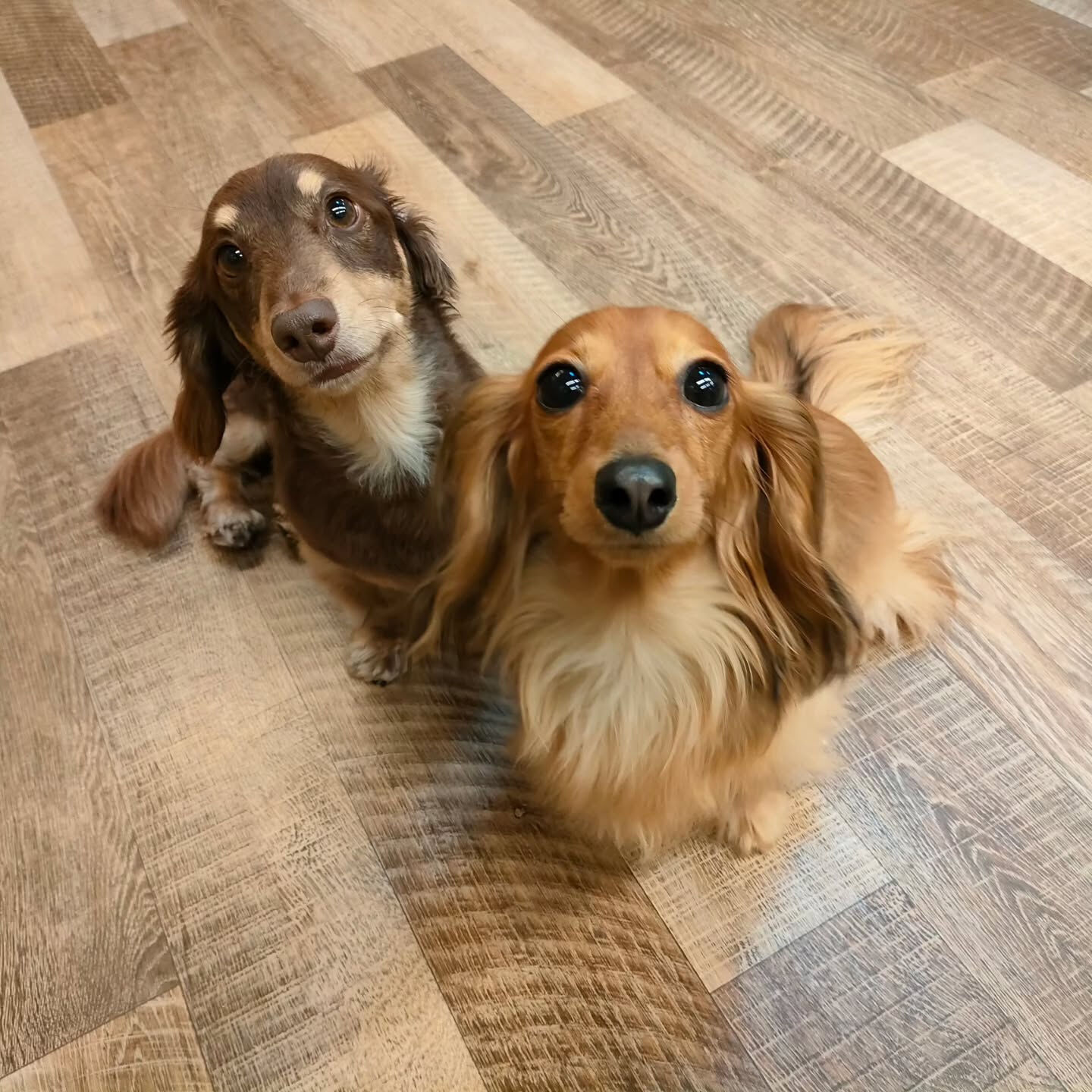 本日の幼稚園、PARK、HOTELの様子です🐶💕