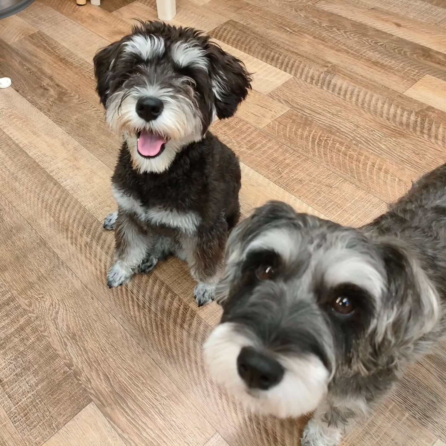 本日の幼稚園、PARK、HOTELの様子です🐶💕