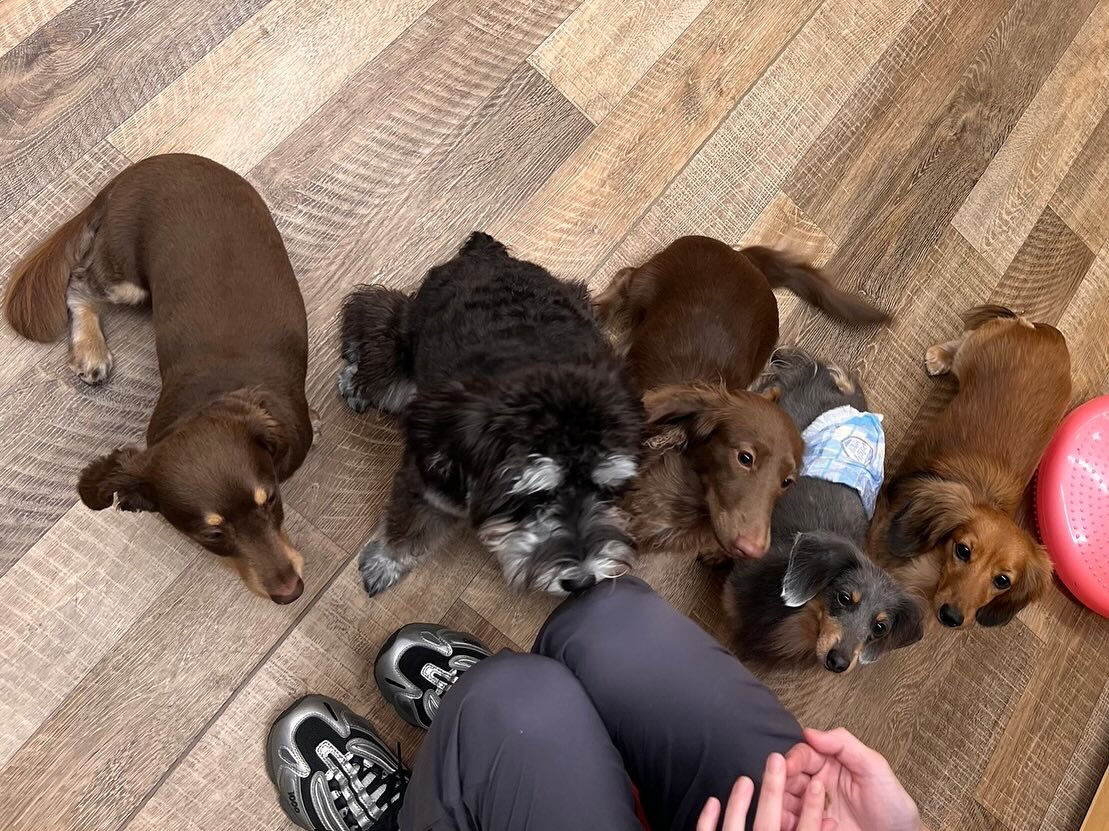 【日曜PARK】の様子です🐶💕