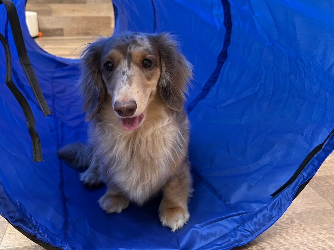 【日曜PARK】の様子です🐶💕