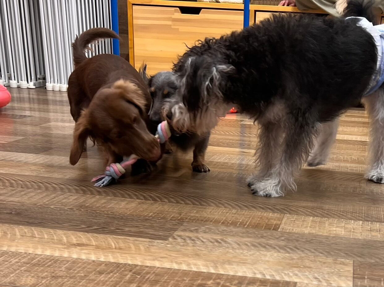 【日曜PARK】の様子です🐶💕