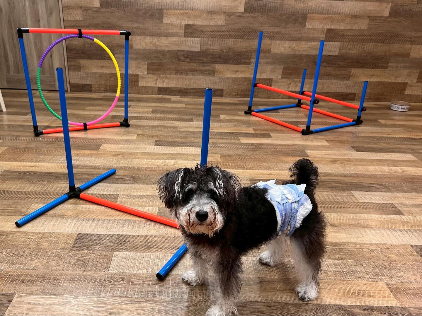 【日曜PARK】の様子です🐶💕
