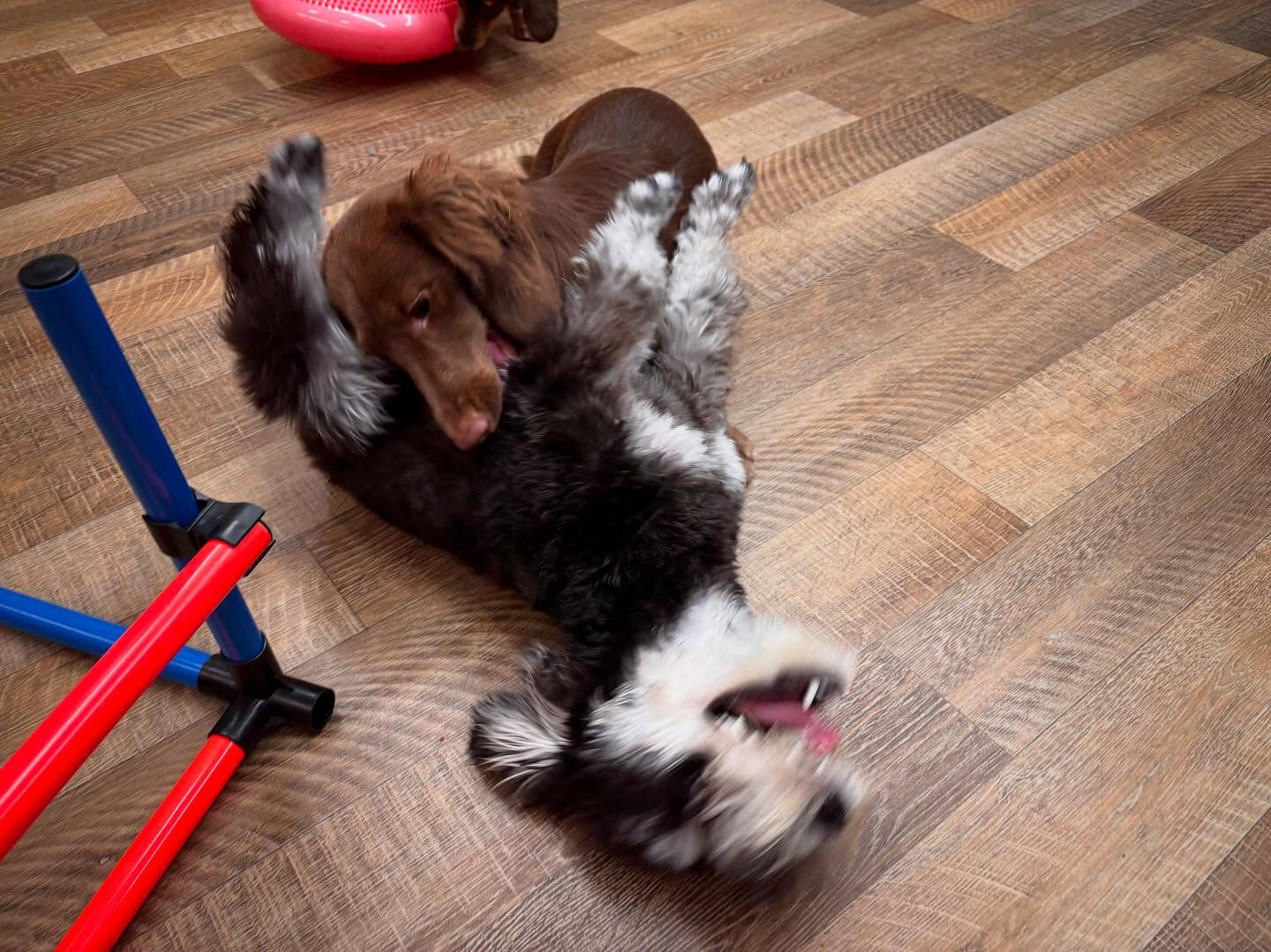 【日曜PARK】の様子です🐶💕