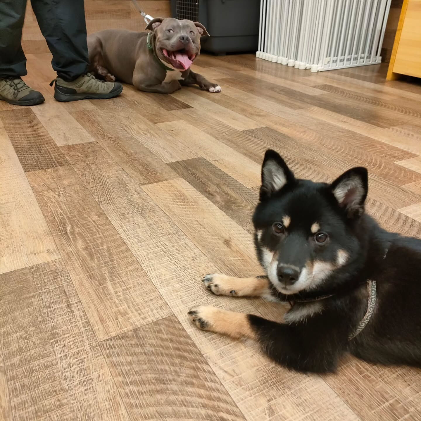 本日の幼稚園、PARKの様子です🐶💕