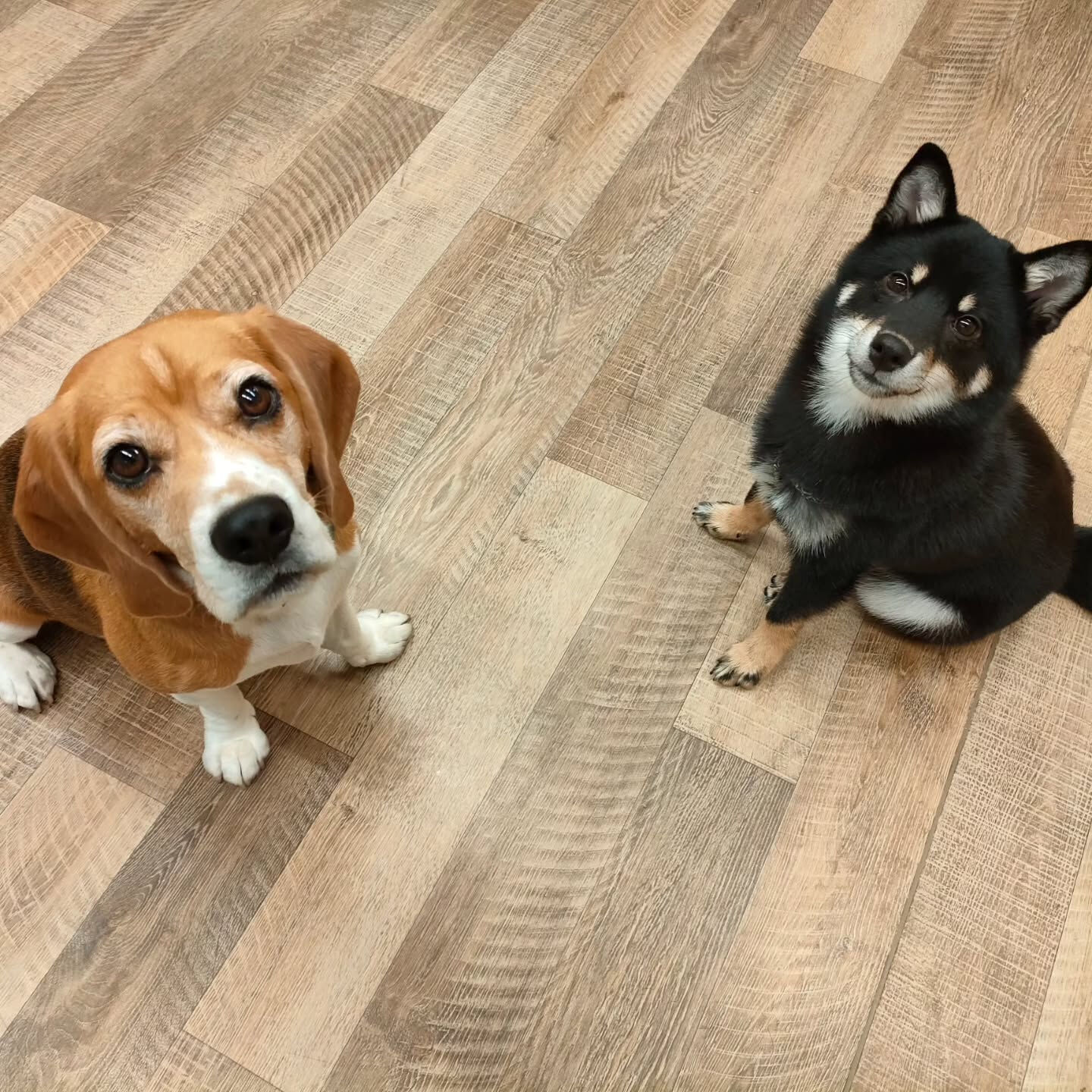 本日の幼稚園、PARKの様子です🐶💕