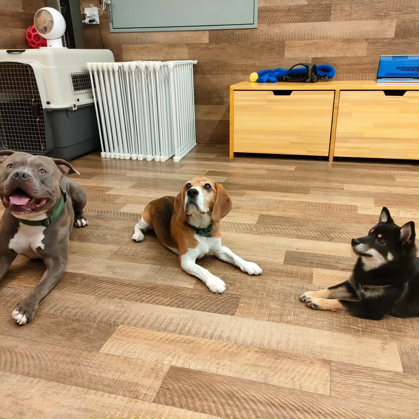 本日の幼稚園、PARKの様子です🐶💕