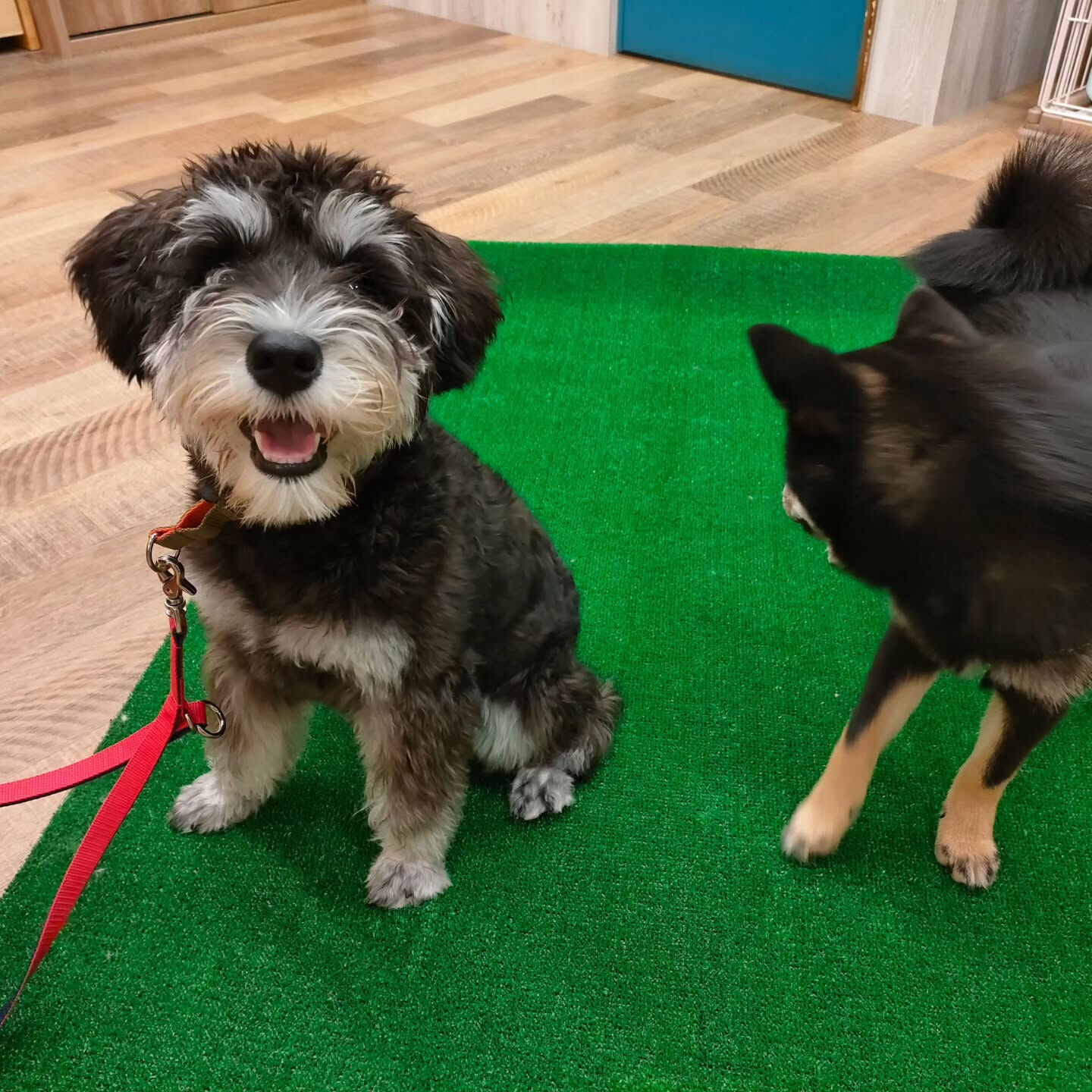 本日の幼稚園、PARKの様子です🐶💕