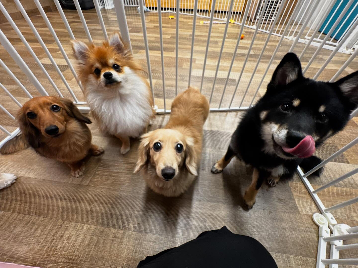 本日の幼稚園、PARKの様子です🐶💕