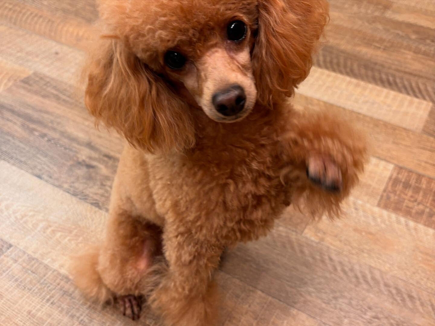 本日の幼稚園、PARKの様子です🐶💕