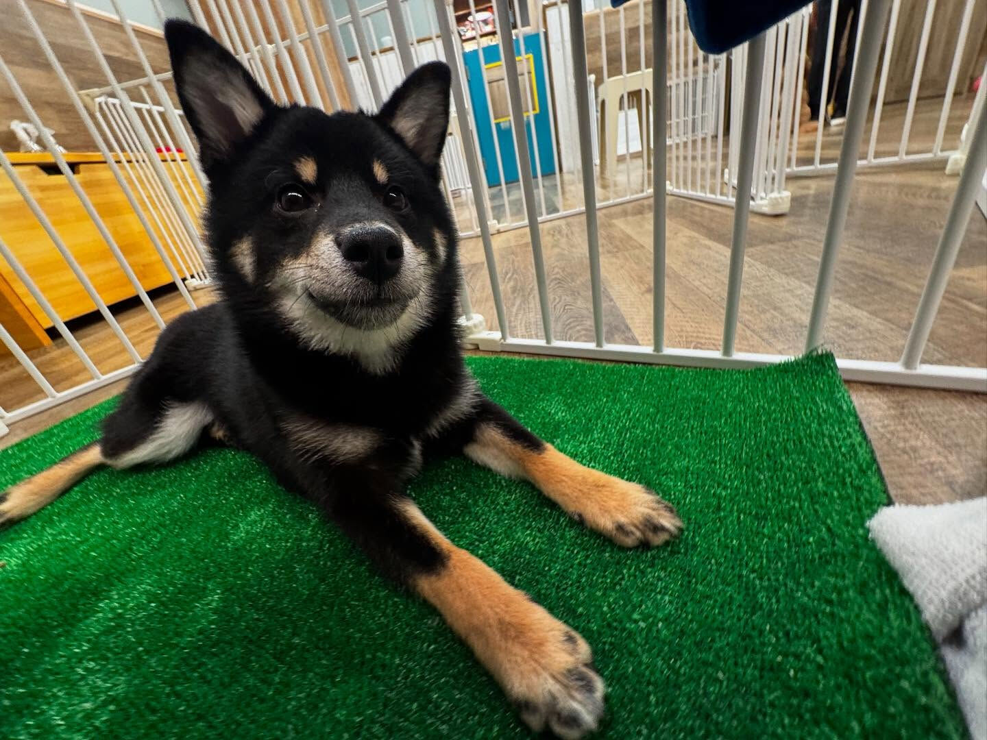 本日の幼稚園、PARKの様子です🐶💕