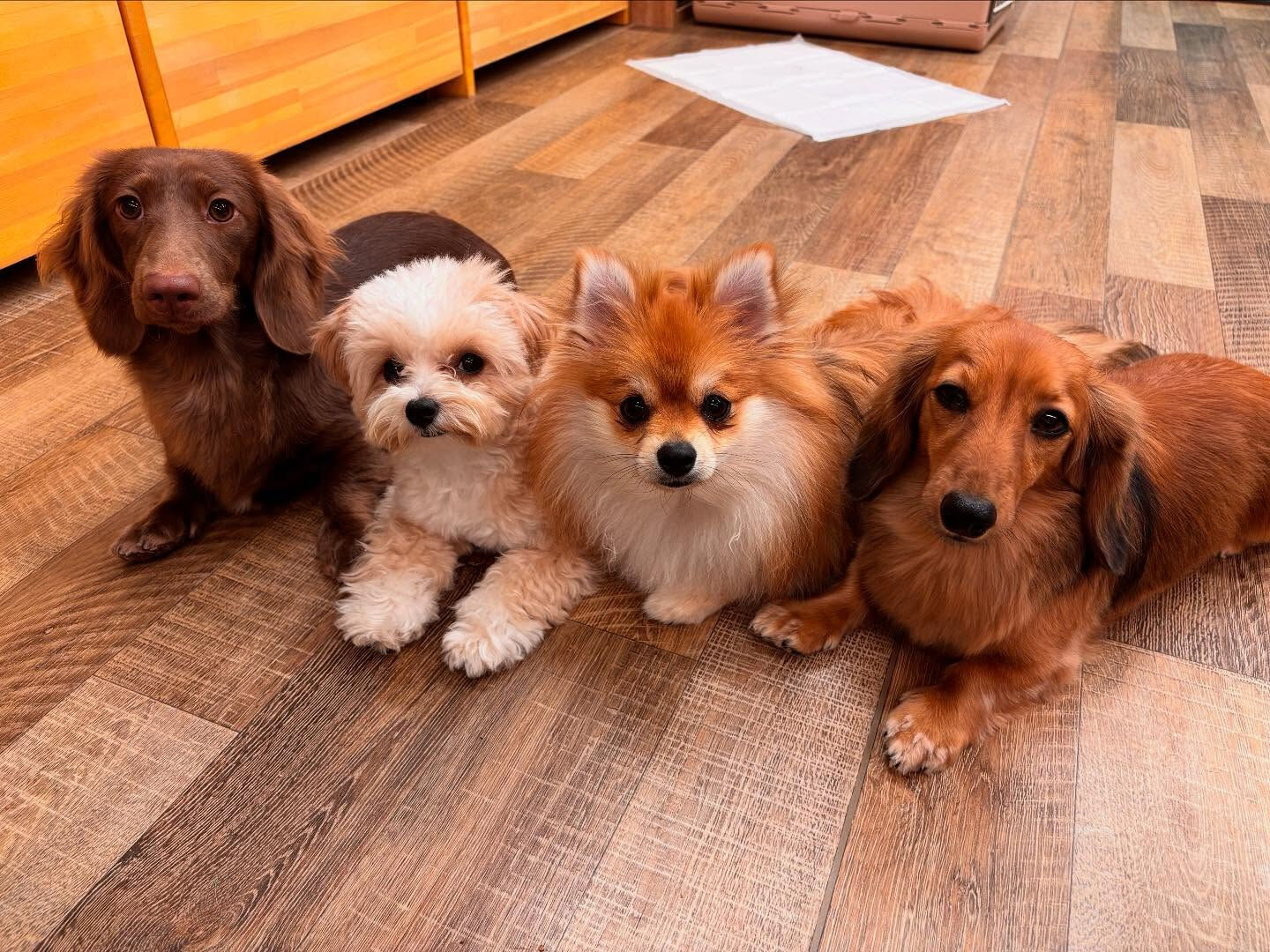 本日の幼稚園、PARKの様子です🐶💕