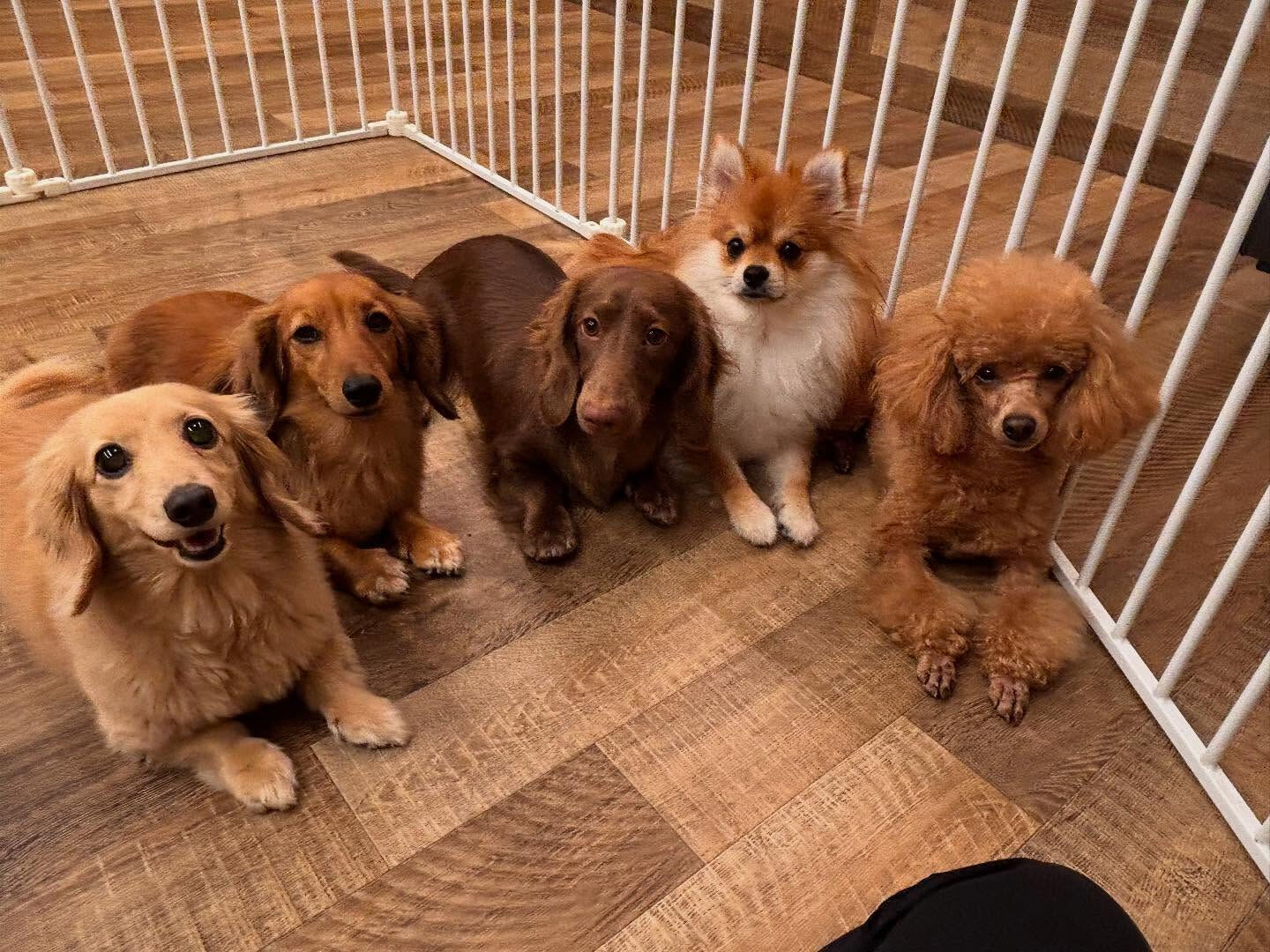 本日の幼稚園、PARKの様子です🐶💕