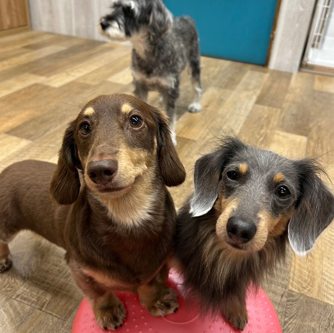 本日のPARK、ホテルの様子です🐶💕